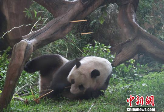 D顰似(c)L z